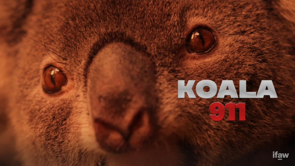 koala 911