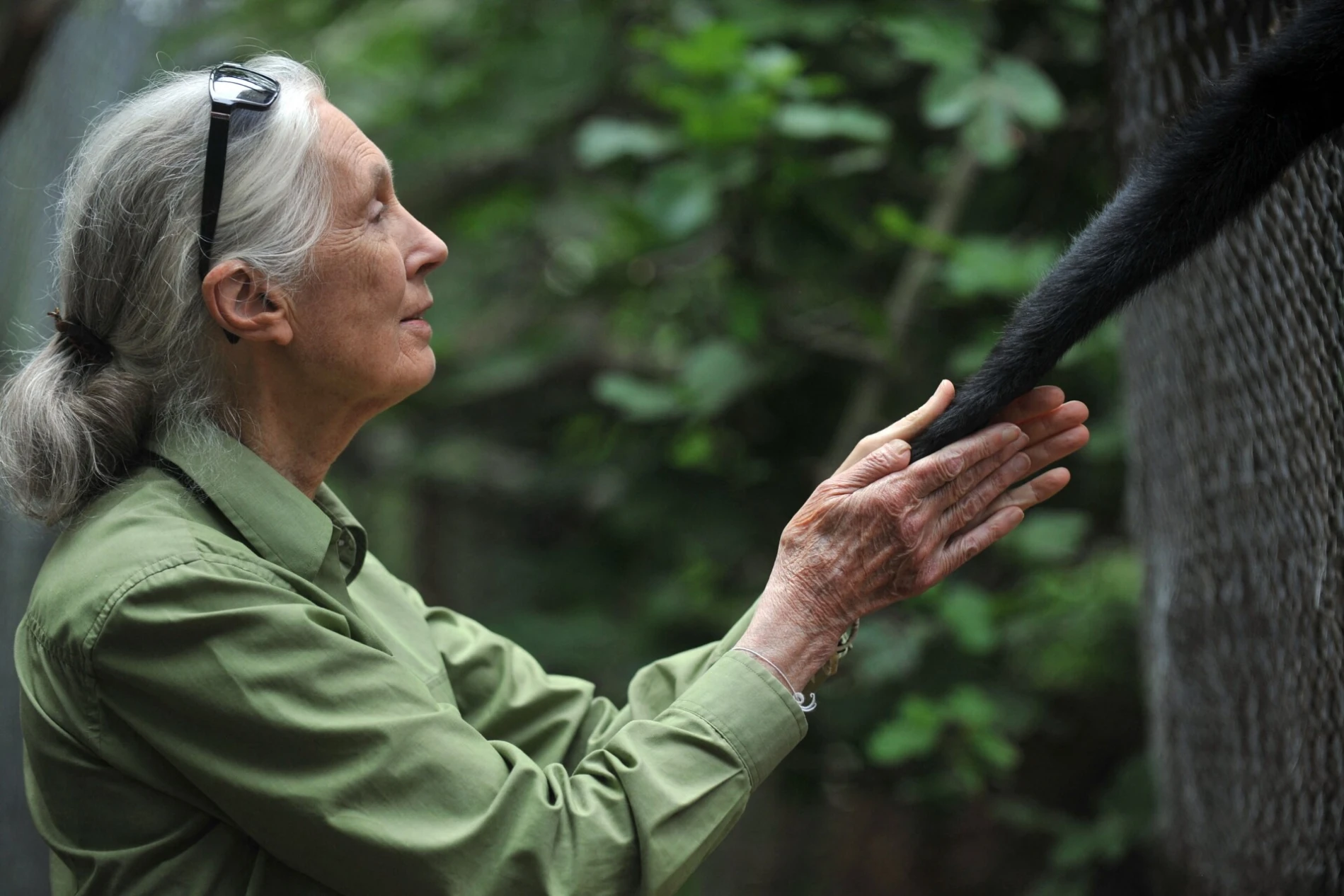 Zašto je Jane Goodall bila toliko važna za cijeli svijet?