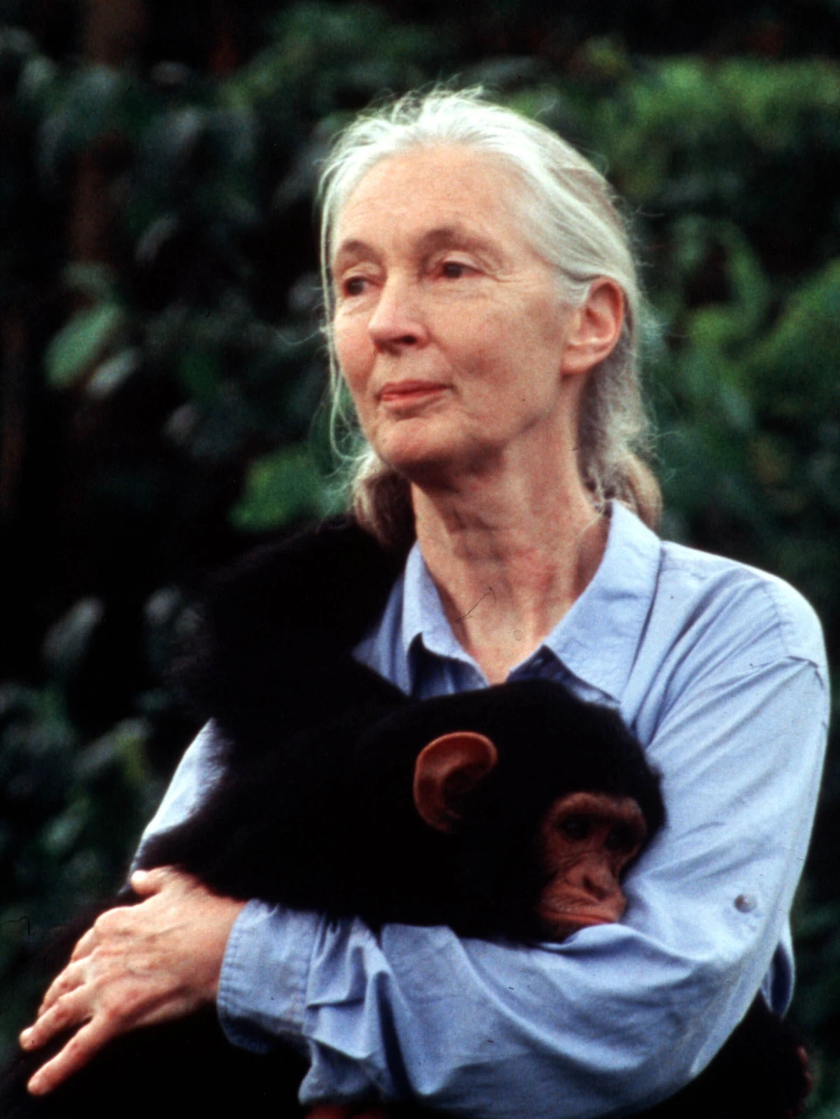 Zašto je Jane Goodall bila toliko važna za cijeli svijet?