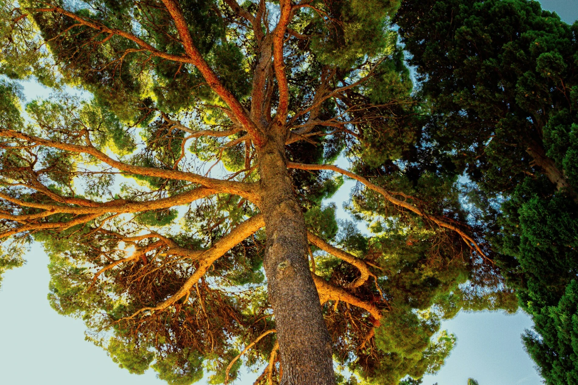 Zajedno za zeleniju budućnost: Nove akcije pošumljavanja u Dalmaciji