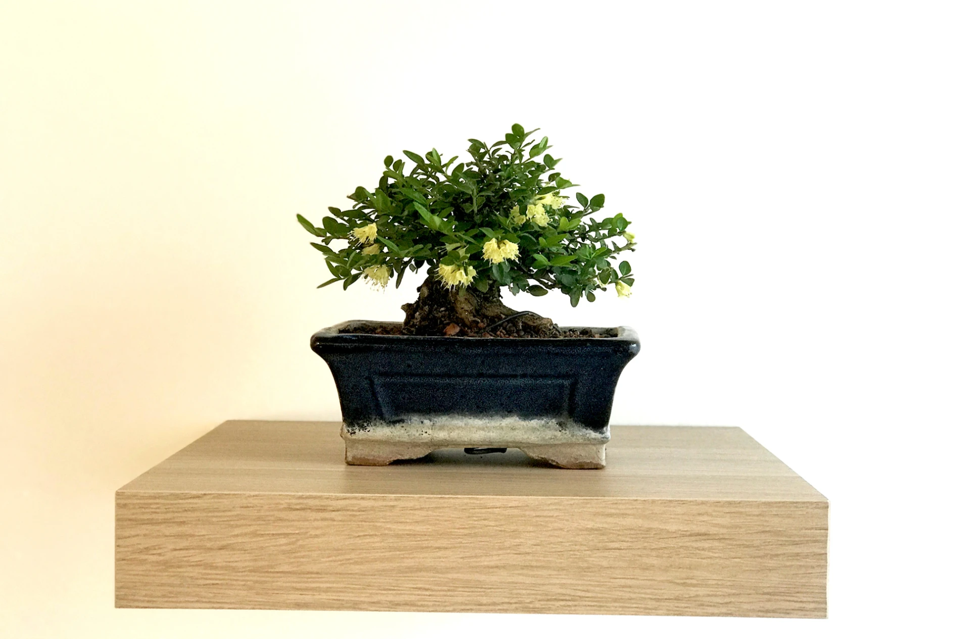 Vino i bonsai: Otkrili smo kreativnu radionicu za opuštanje uz čašu vina