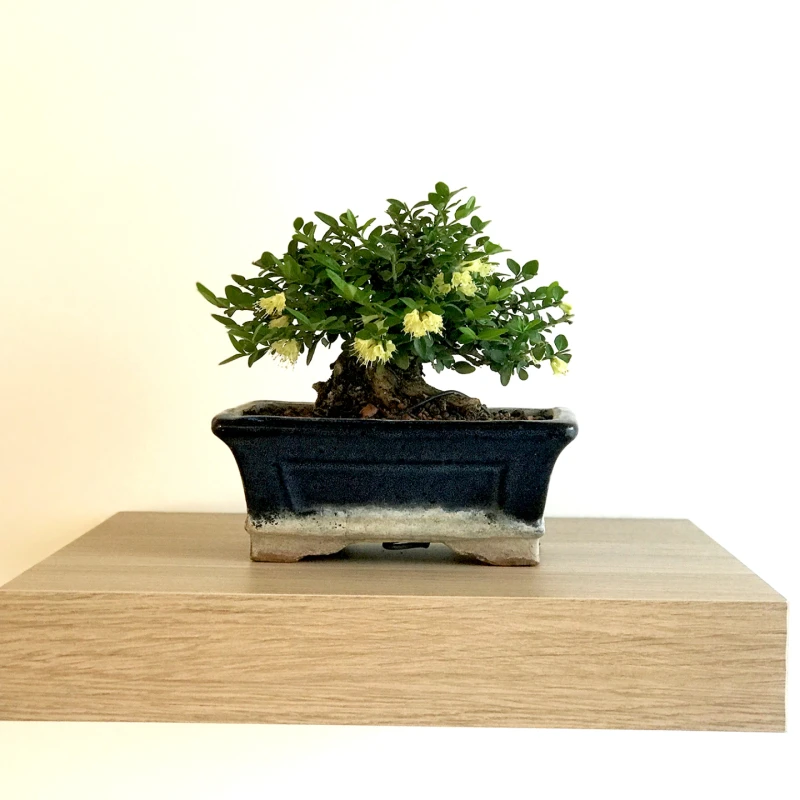 Vino i bonsai: Otkrili smo kreativnu radionicu za opuštanje uz čašu vina