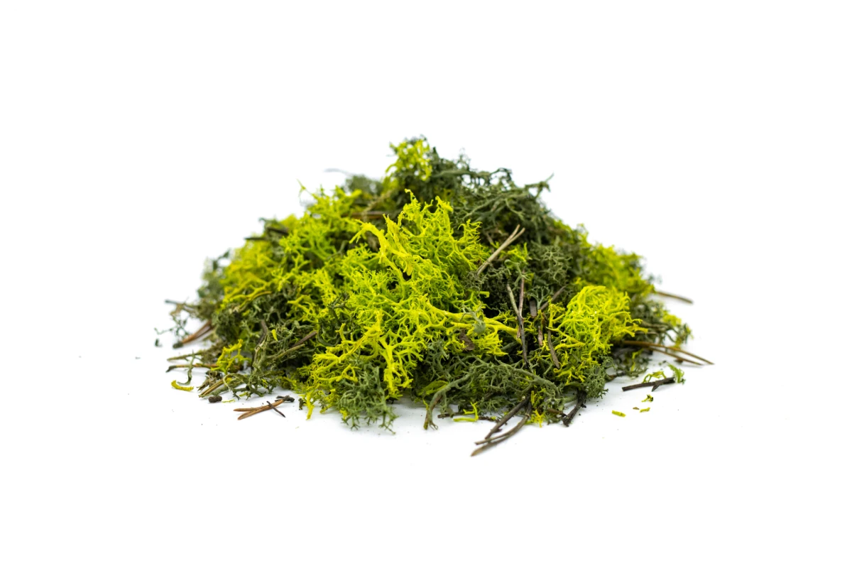 Dizajn koji budi sva vaša osjetila: Organoidi su sve češći odabir dizajnera interijera, a znamo i zašto