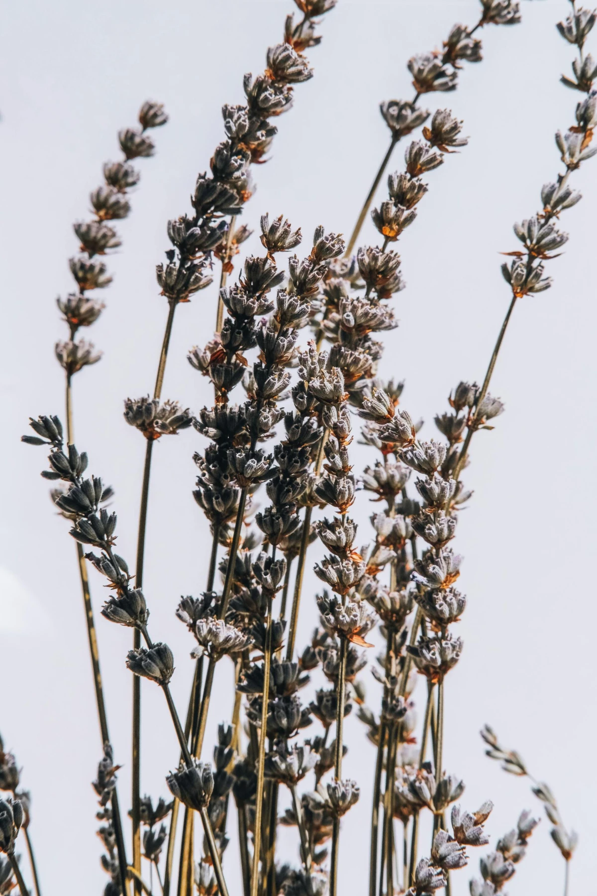 Pronašli smo top 7 parfema s notom lavande