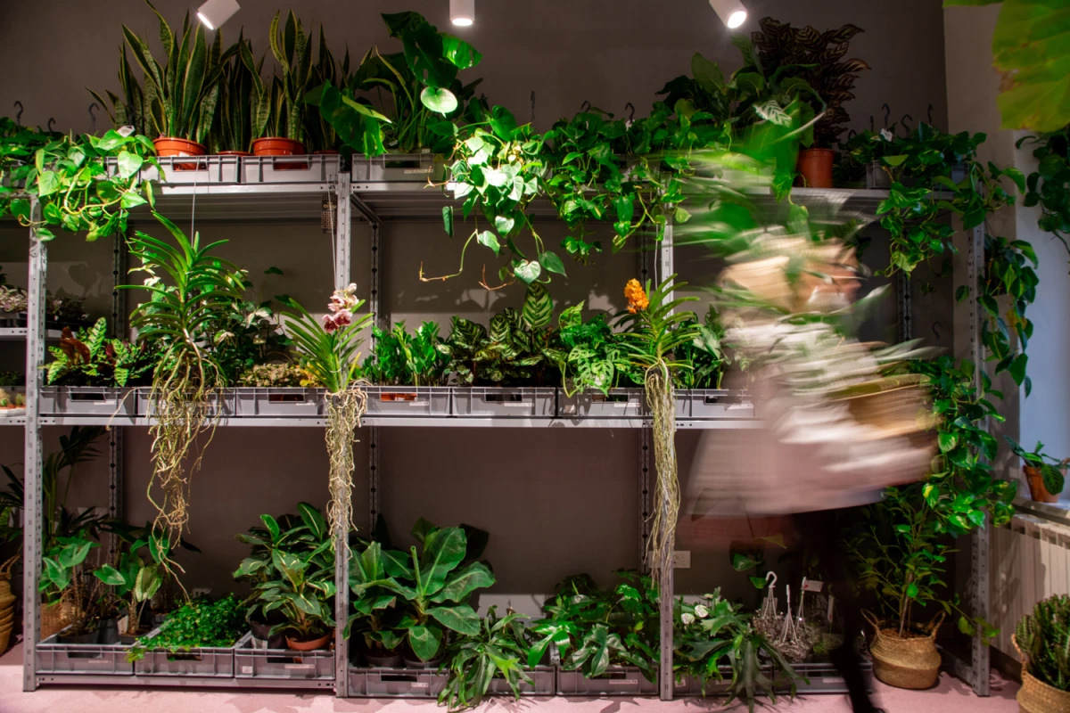 Biljke.Plants otvorio svoj novi zeleni concept store s potpisom dizajnerskog studija 9HZ
