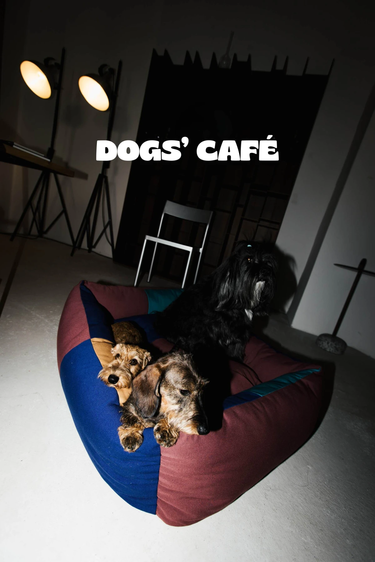 Dogs&rsquo; Caf&eacute; Zagreb se vraća: drugo izdanje pop-up caf&eacute;a posvećeno psima i njihovim ljudima