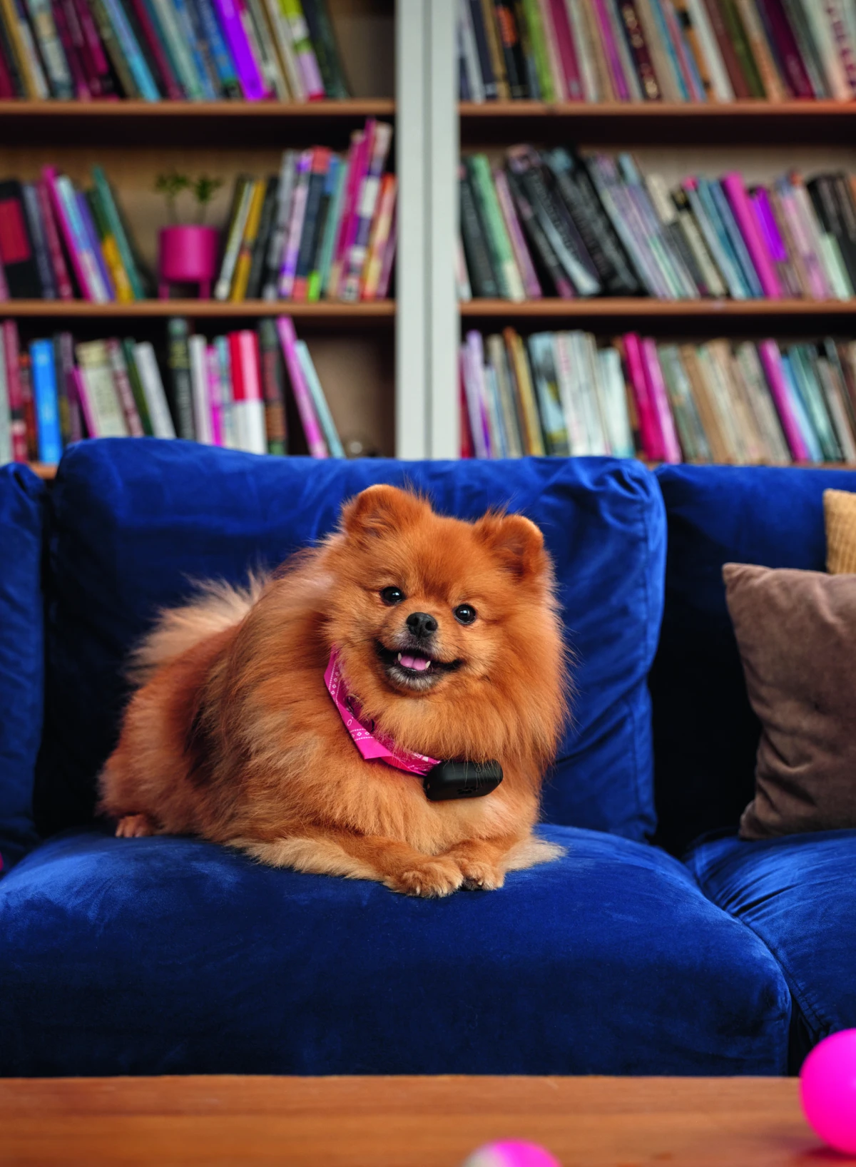 Opušteno u sljedeću šetnju – GPS lokator Hrvatskog Telekoma prati tvoju šapu gdje god krenula