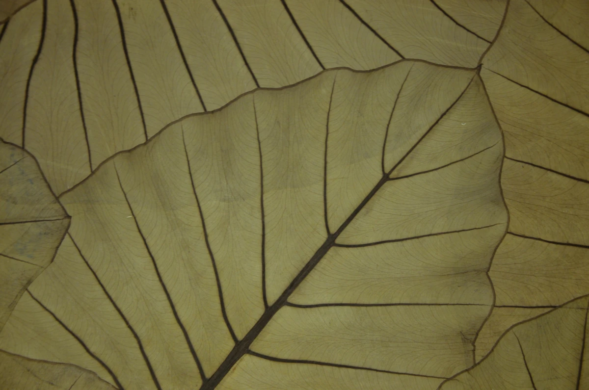 Kad prostor dobije karakter, teksturu i miris - to moraju biti organoidi