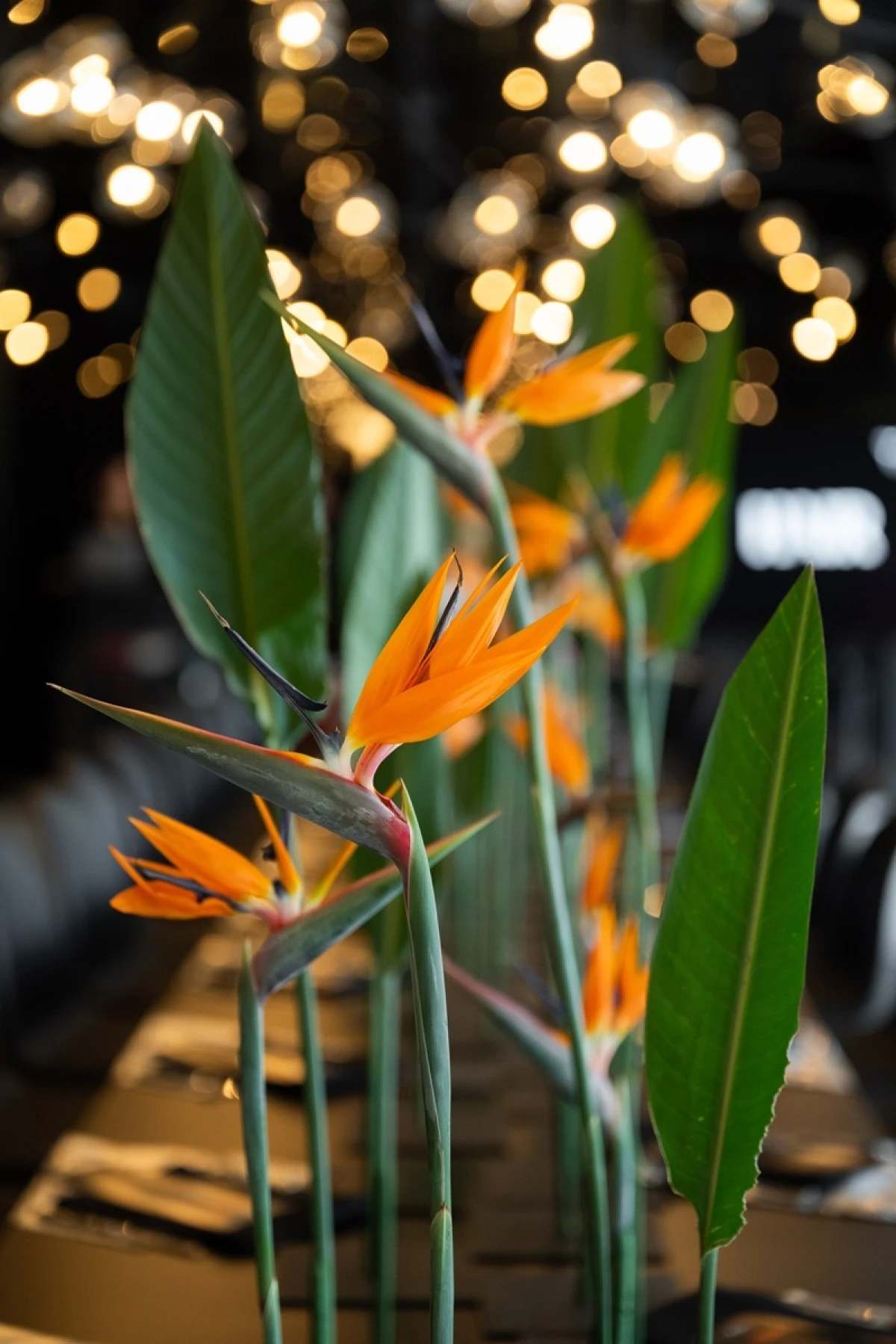 Yasenka lansirala dodatak prehrani za rast kose koji odlično djeluje