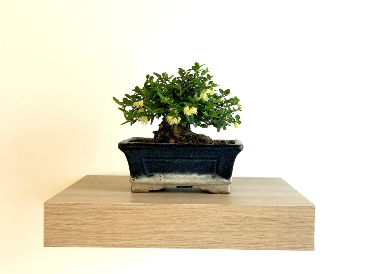 Vino i bonsai: kreativna radionica uz čašu vina i dobru atmosferu