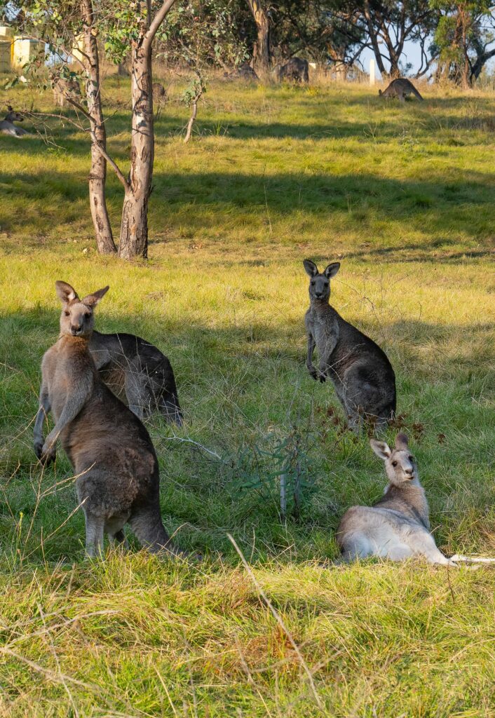 Mini Zoo Land / Pexels