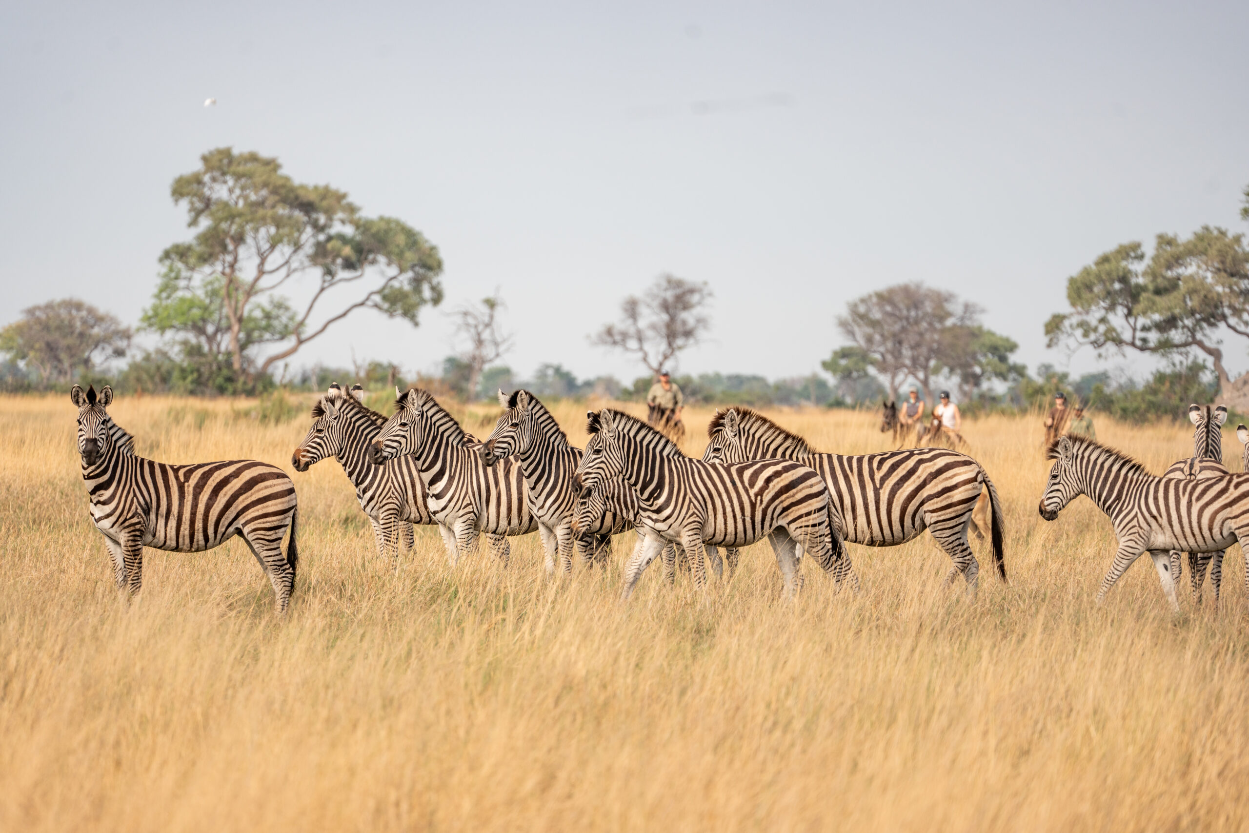 Posjetili smo jedno od najljepših mjesta na svijetu: Okavango Delta u Bocvani gdje možete uživati u nezaboravnom safariju