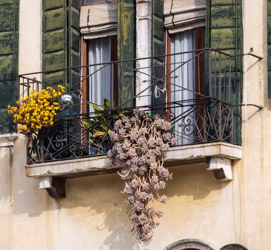 biljke za balkon