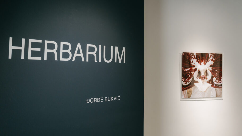 Herbarium x Djordje Bukvic